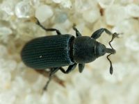 Mecinus janthinus