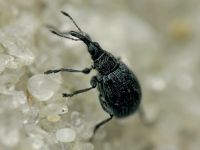 Eutrichapion ervi