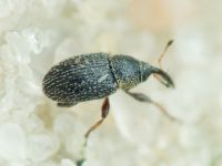 Mecinus plantaginis