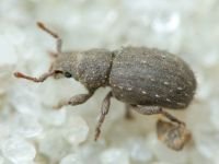 Curculionidae
