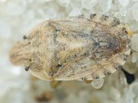 Sciocoris macrocephalus