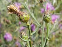 Centaurea stoebe
