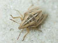 Aelia rostrata
