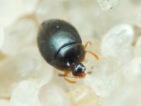 Orthoperus