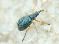 Apioninae