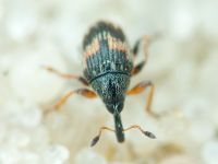 Nanophyinae