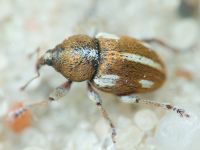 Tychius quinquepunctatus