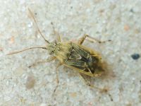 Stictopleurus