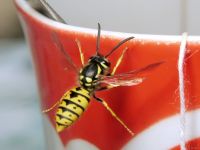 Vespula germanica