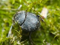 Scarabaeidae