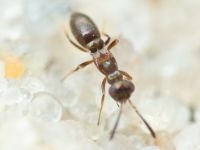 Hymenoptera