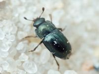 Nitidulidae