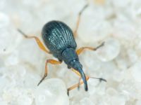 Apioninae