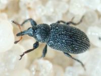 Gymnetron melanarium