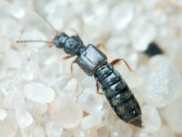 Staphylinidae