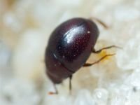 Abraeus perpusillus
