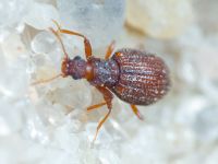 Stephostethus angusticollis