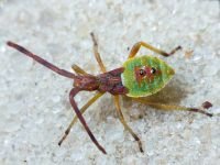 Gonocerus juniperi