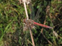Sympetrum vulgatum