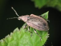 Phyllobius pyri
