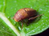 Penthimia nigra