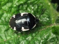 Tritomegas sexmaculatus