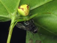 Ebrechtella tricuspidata