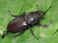 Lucanus cervus