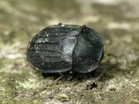 Silpha tristis