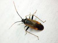 Adelphocoris seticornis