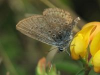 Polyommatus icarus