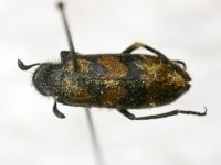 Meloidae