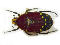 Euchroea histrionica