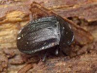 Phosphuga atrata