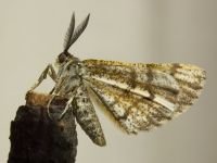 Bupalus piniaria