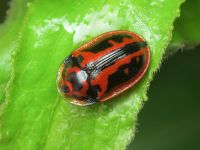 Pilemostoma fastuosa
