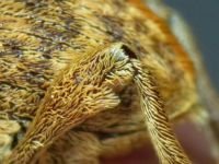 Curculio venosus