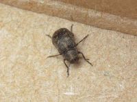Rhaphitropis marchica