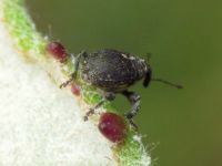 Glocianus punctiger