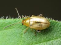 Aphthona lutescens