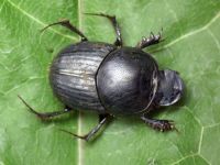 Onthophagus taurus