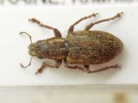 Sitona longulus