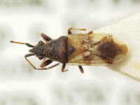 Macroplax fasciata