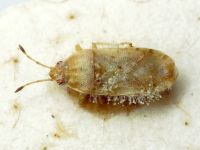 Artheneis alutacea