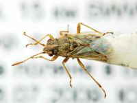 Nysius senecionis