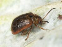 Lochmaea crataegi