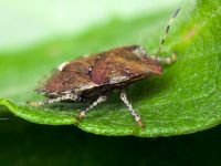 Dyroderes umbraculatus