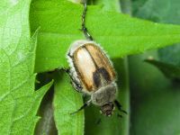 Chaetopteroplia segetum