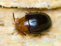 Scaphidema metallicum bicolor