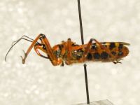 Rhynocoris iracundus